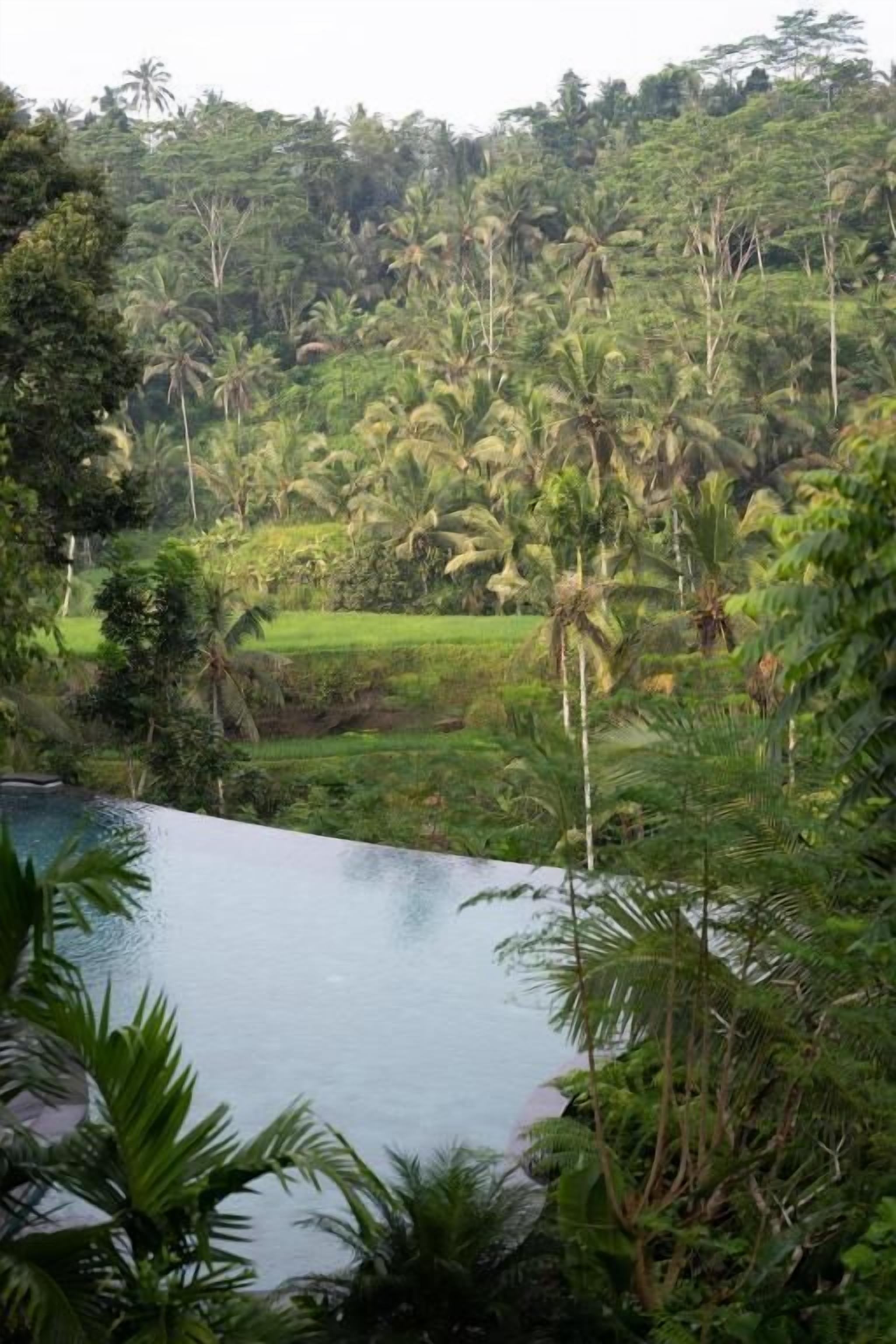 A lush tropical landscape with a pool in the foreground and dense palm trees in the background.