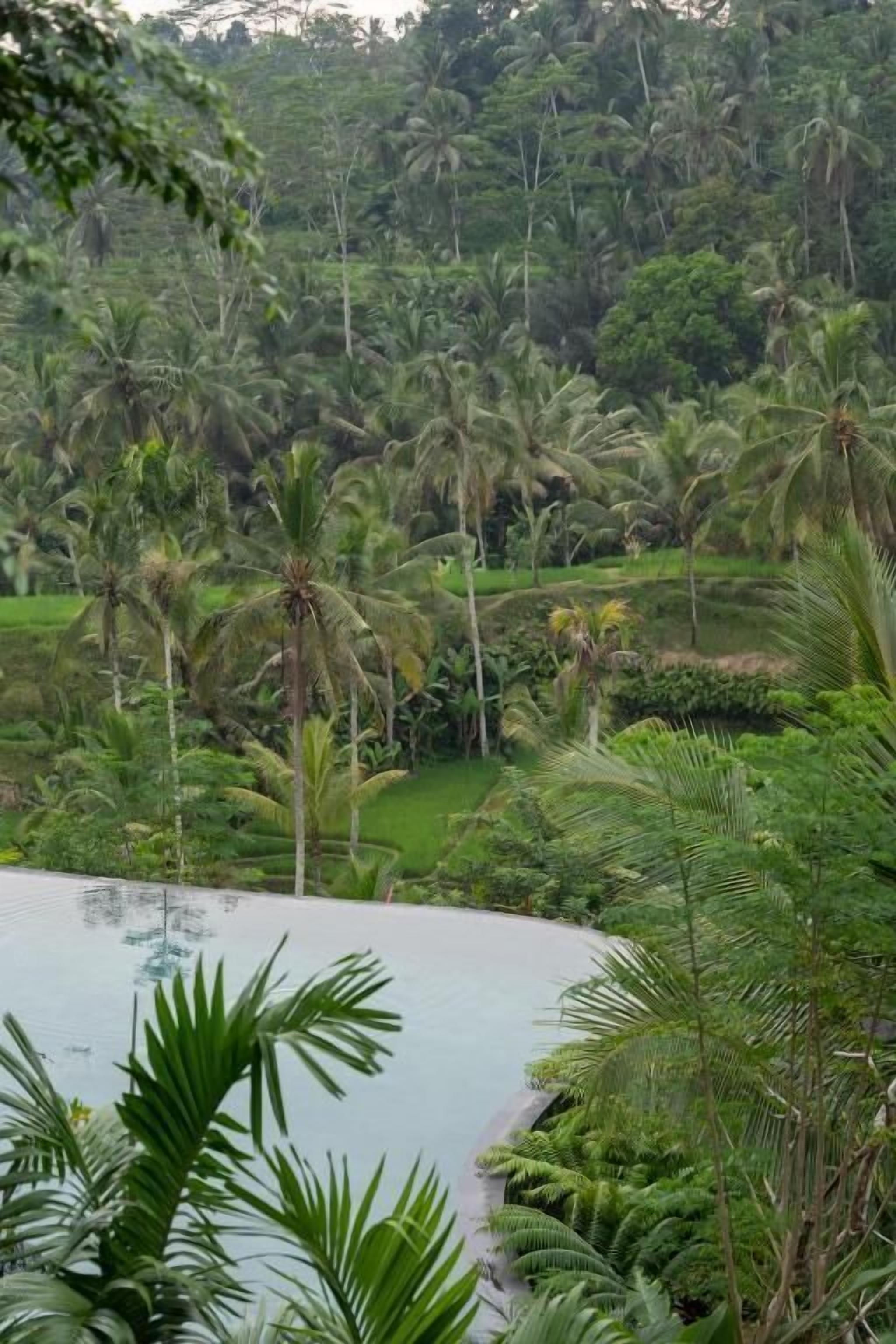 A lush tropical landscape with a swimming pool surrounded by dense palm trees and greenery.