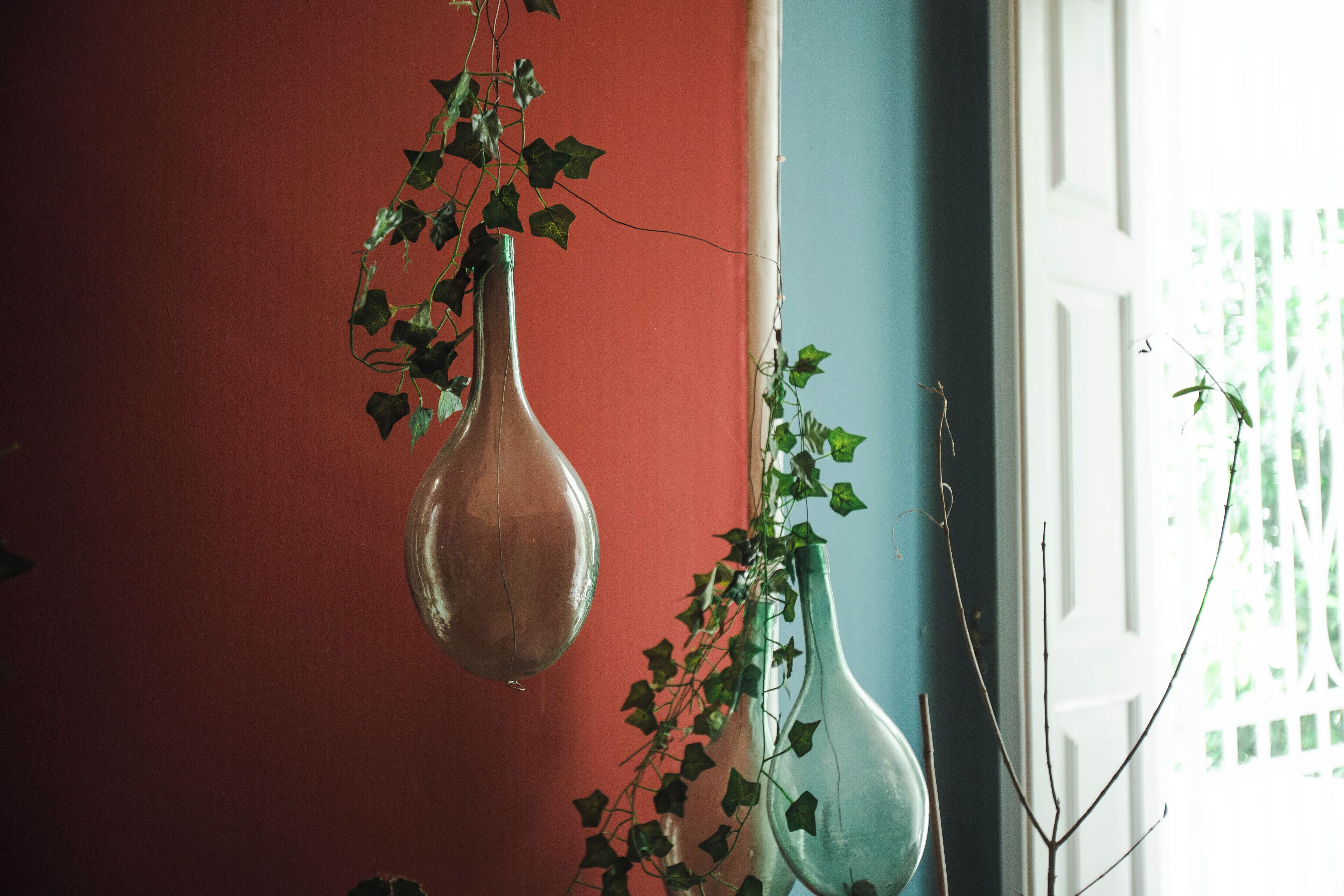 Deux vases en verre contenant des plantes, placés devant un mur rouge.