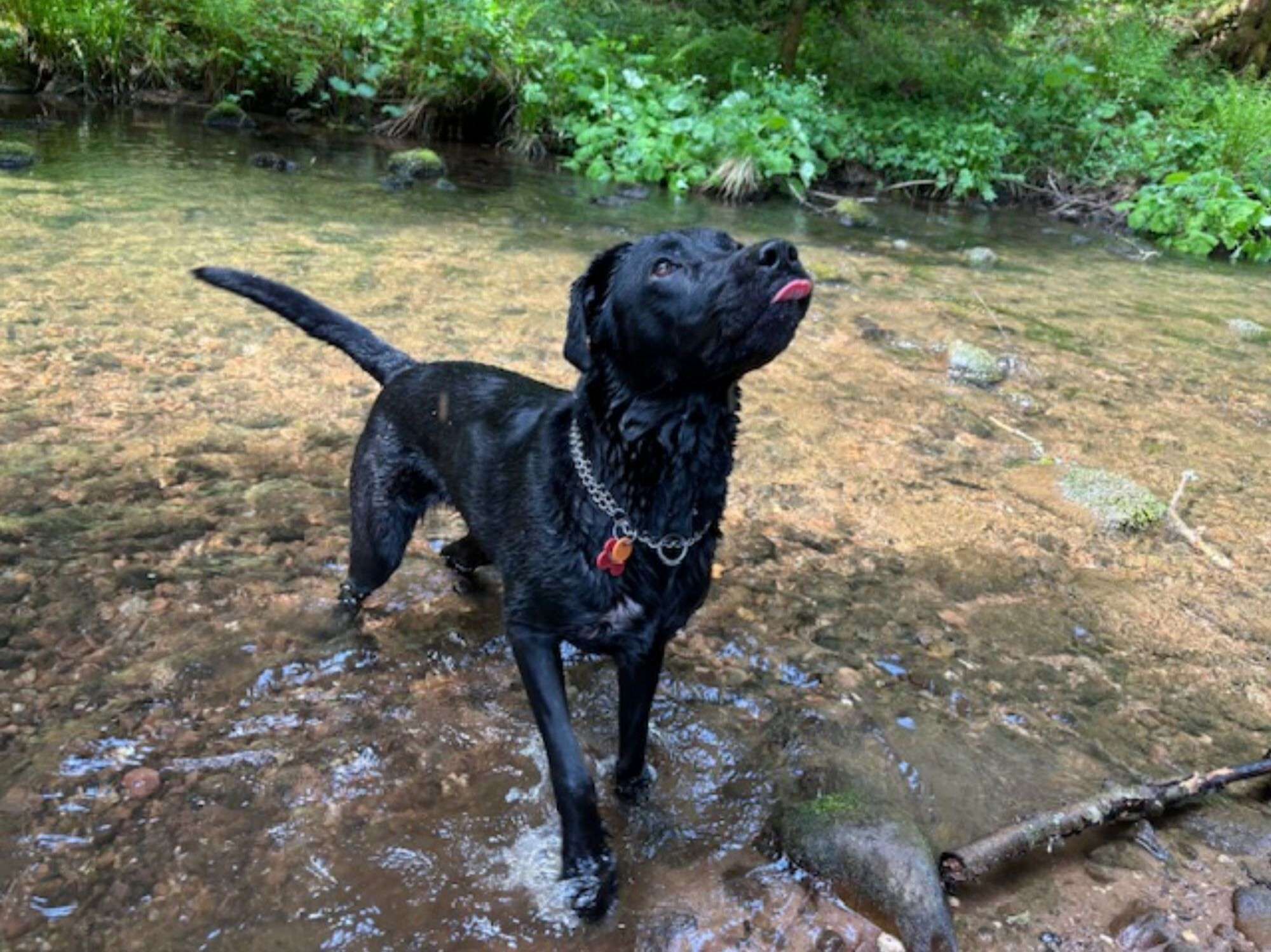 Un chien noir se tient dans un ruisseau peu profond, entouré de verdure.