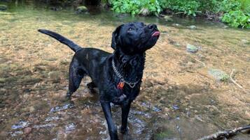 Un chien noir se tient dans un ruisseau peu profond, entouré de verdure.