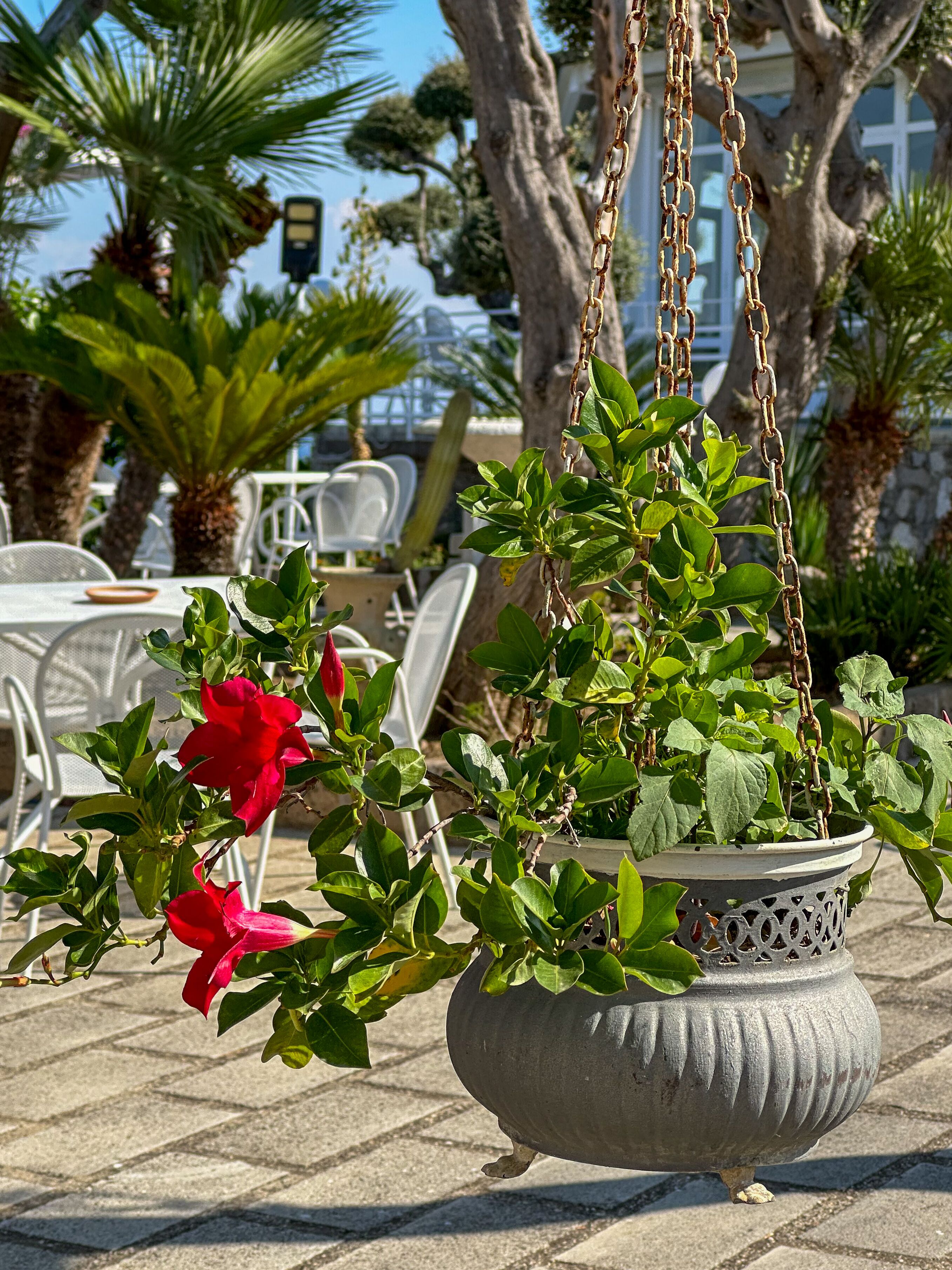 A hanging planter with a potted plant, white outdoor furniture, and palm trees in a sunny outdoor setting.