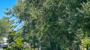 A paved pathway bordered by a stone wall and dense foliage, leading to a building with a visible sign. - Hotel Villa Lubrense (Massa Lubrense)