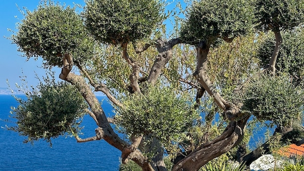 A tree-lined pathway leading to a pool with a view of the sea. - Hotel Villa Lubrense (Massa Lubrense)
