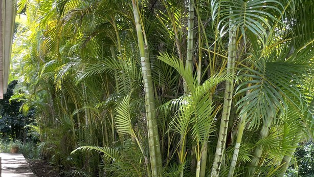A garden with various tropical plants and a concrete pathway. - Villa à la Campagne (Sainte -Luce)