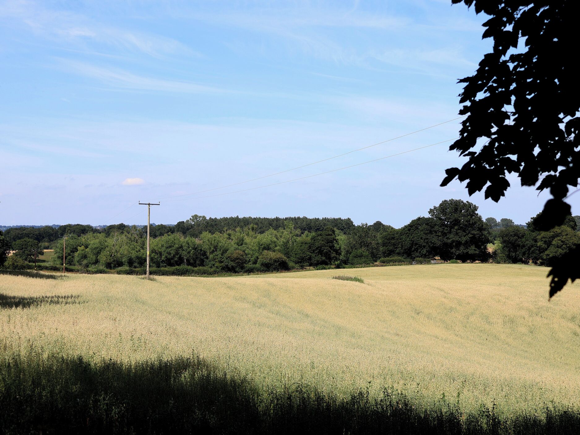 A rural landscape with a field, trees, and a utility pole.