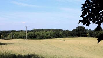 A rural landscape with a field, trees, and a utility pole.