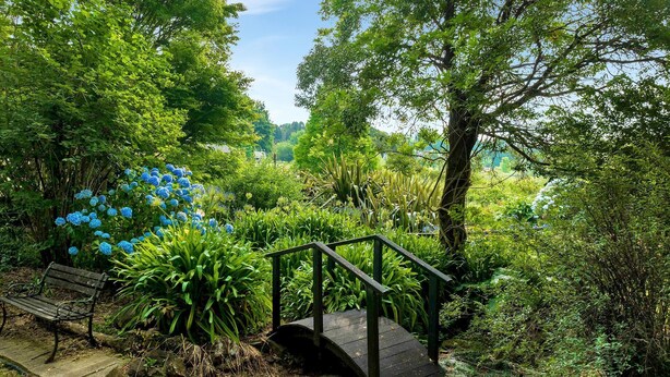 Un puente de madera que lleva a un banco en un jardín exuberante, con follaje denso y flores azules.