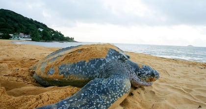 Profitez D'un Séjour Paisible Entre Ville et Plage-duplex T3- Commerces, Netflix