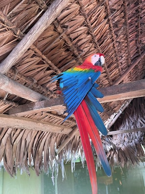 Exterior - Brisa TropicaLodge (Iquitos)