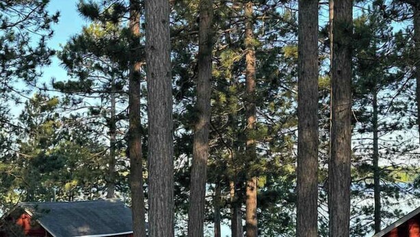 A red cabin with a small porch, surrounded by tall pine trees and a clear sky. - Loons Landing Legacy (Saint Germain)