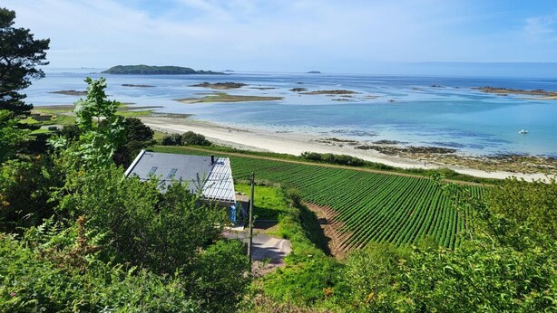 Un paisaje costero con viñedos, una playa y una pequeña casa con techo inclinado.