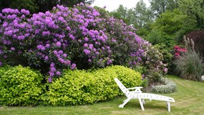 Een tuin met een witte lounge stoel, weelderige groene en paarse struiken, en verschillende bomen op de achtergrond.