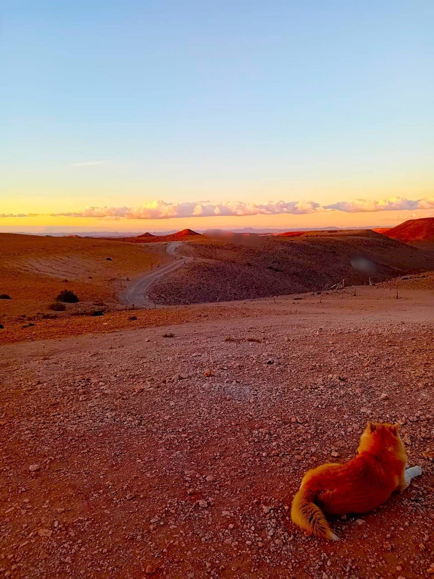 Wüstenlandschaft mit einer unbefestigten Straße und einem Rotfuchs im Vordergrund.