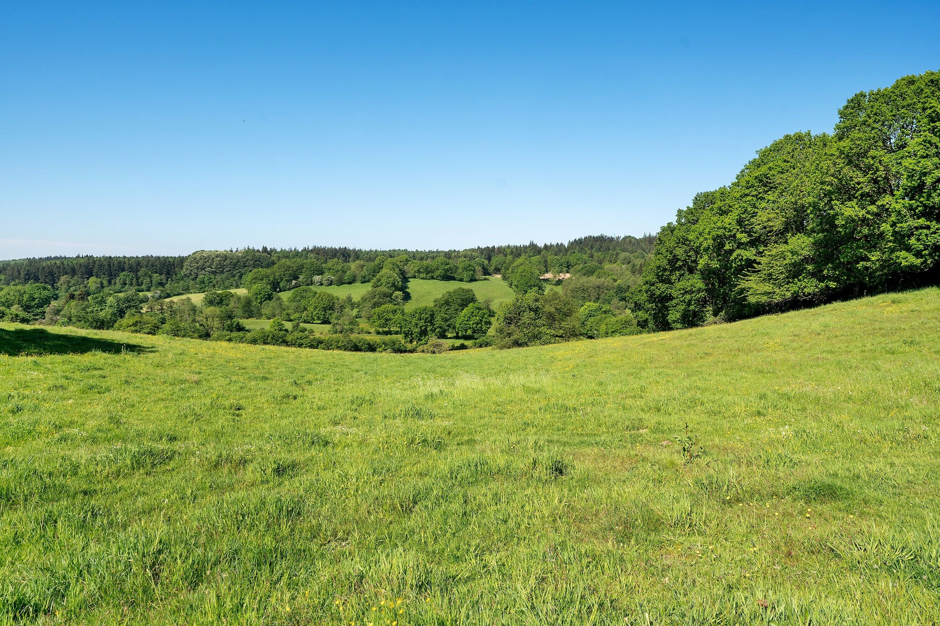 A grassy field with rolling hills and dense forests in the background.