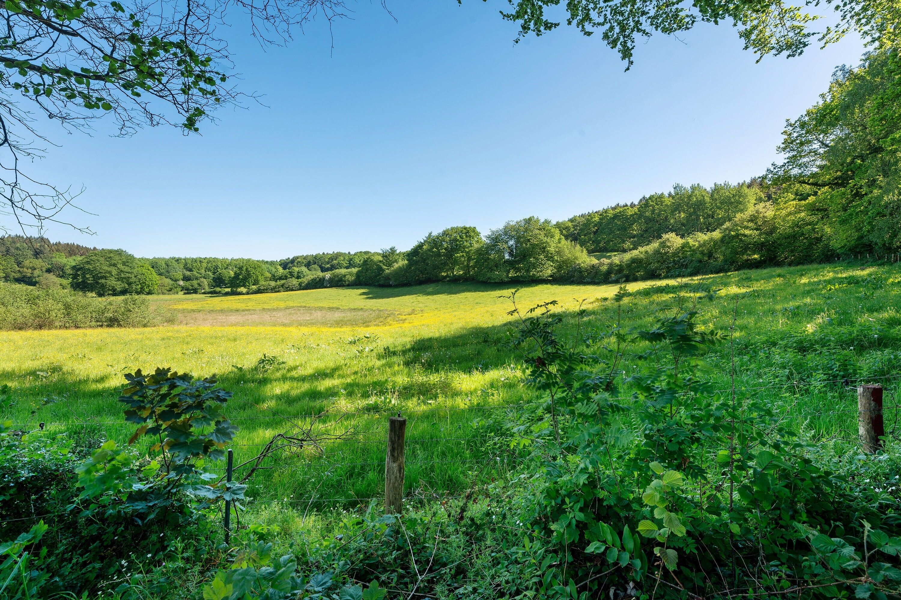 Ein grasbewachsenes Feld mit einem Zaun und Bäumen im Hintergrund.