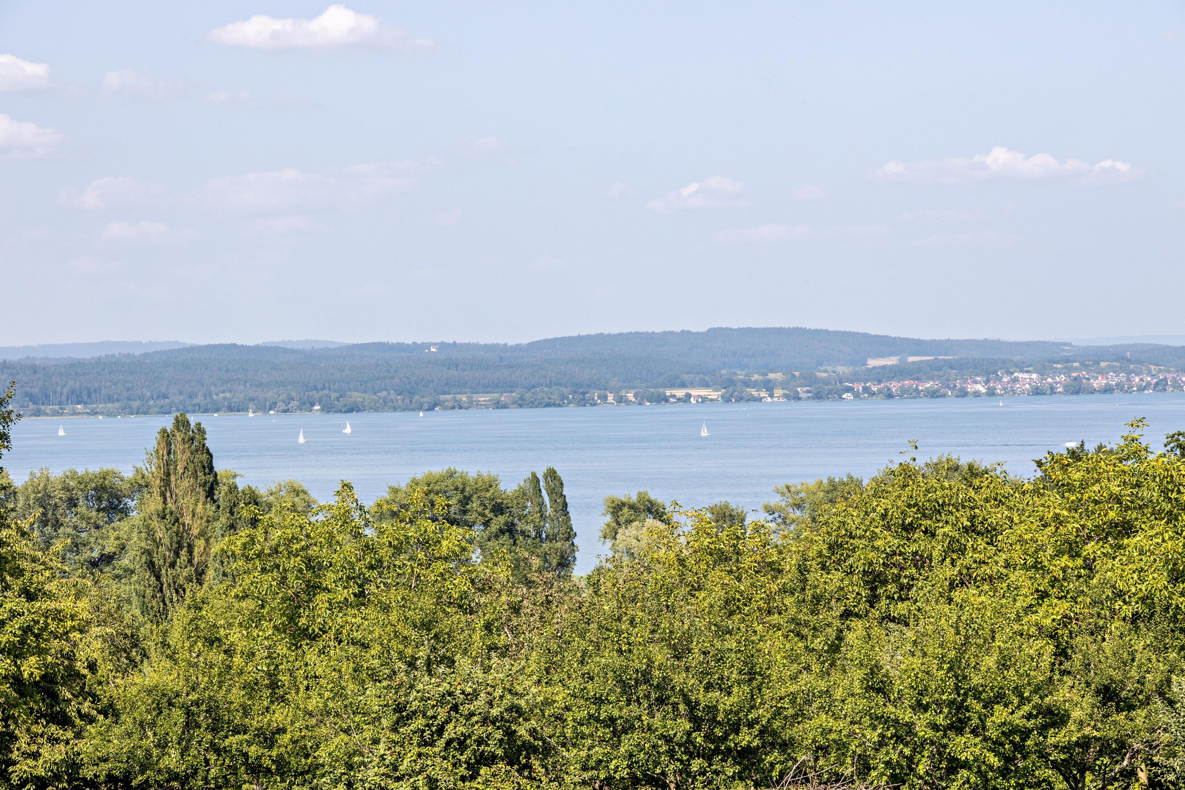 Ein See mit Segelbooten, umgeben von dichten, grünen Bäumen und sanften Hügeln in der Ferne.
