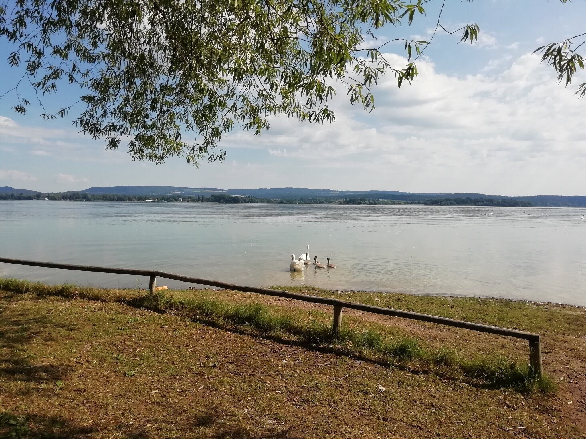 A lake with swans, a grassy area, and distant hills.