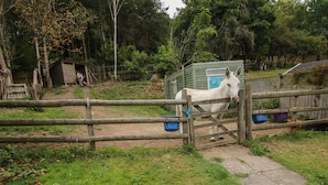 A stable with a white horse inside, surrounded by a wooden fence and trees. - The Pod (Shrewsbury)