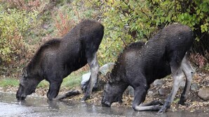 Deux chevaux mouillés boivent de l’eau dans une flaque.