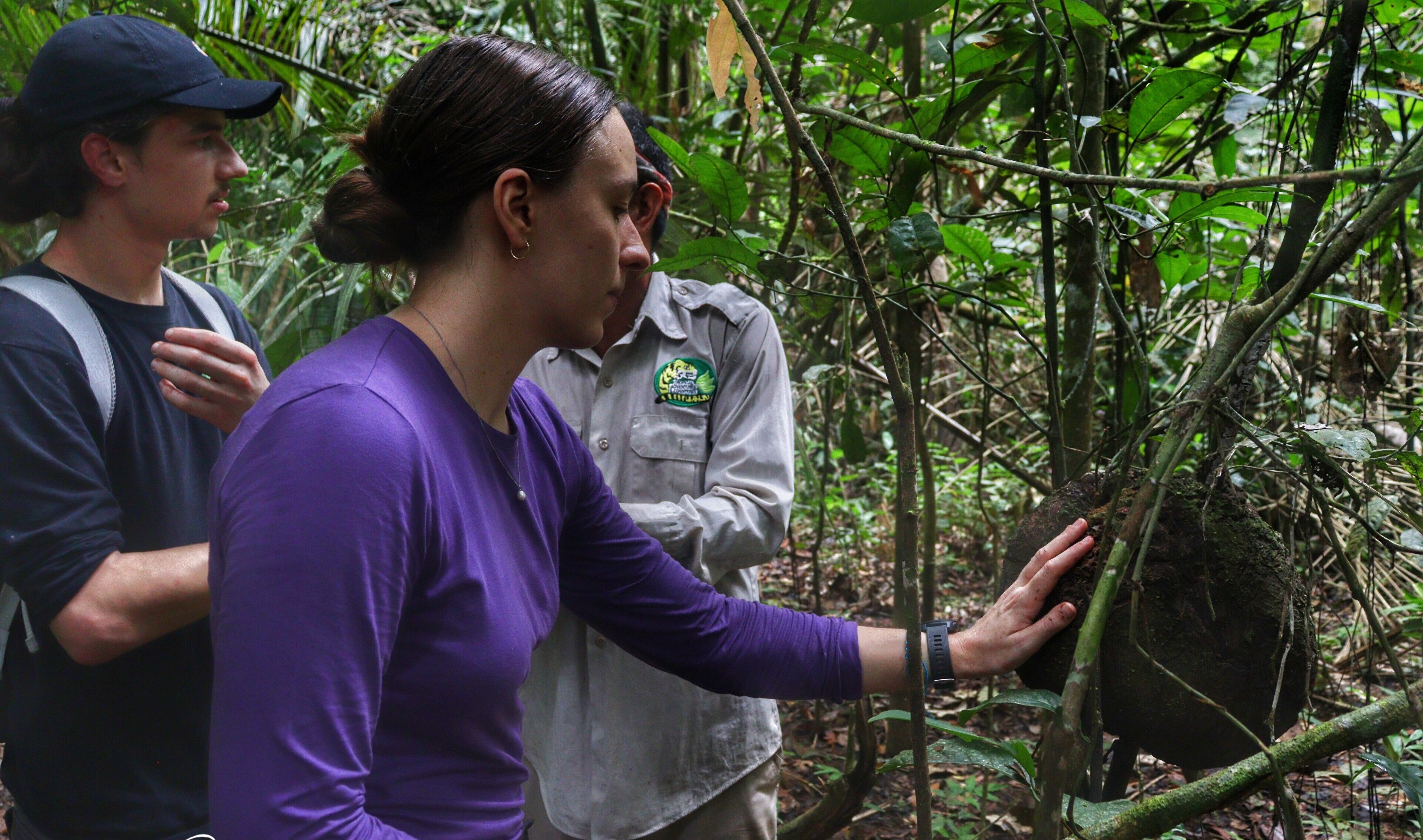 A person examining a tree in a forested area.
