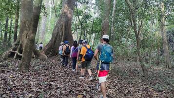 Un grupo de excursionistas caminando por un área boscosa con árboles grandes y un suelo cubierto de hojas.