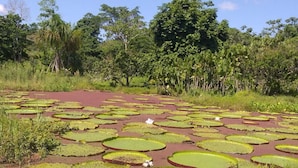 A natural landscape with water lily pads and a white bird in the foreground. - Amazon Nativo Lodge (Indiana)