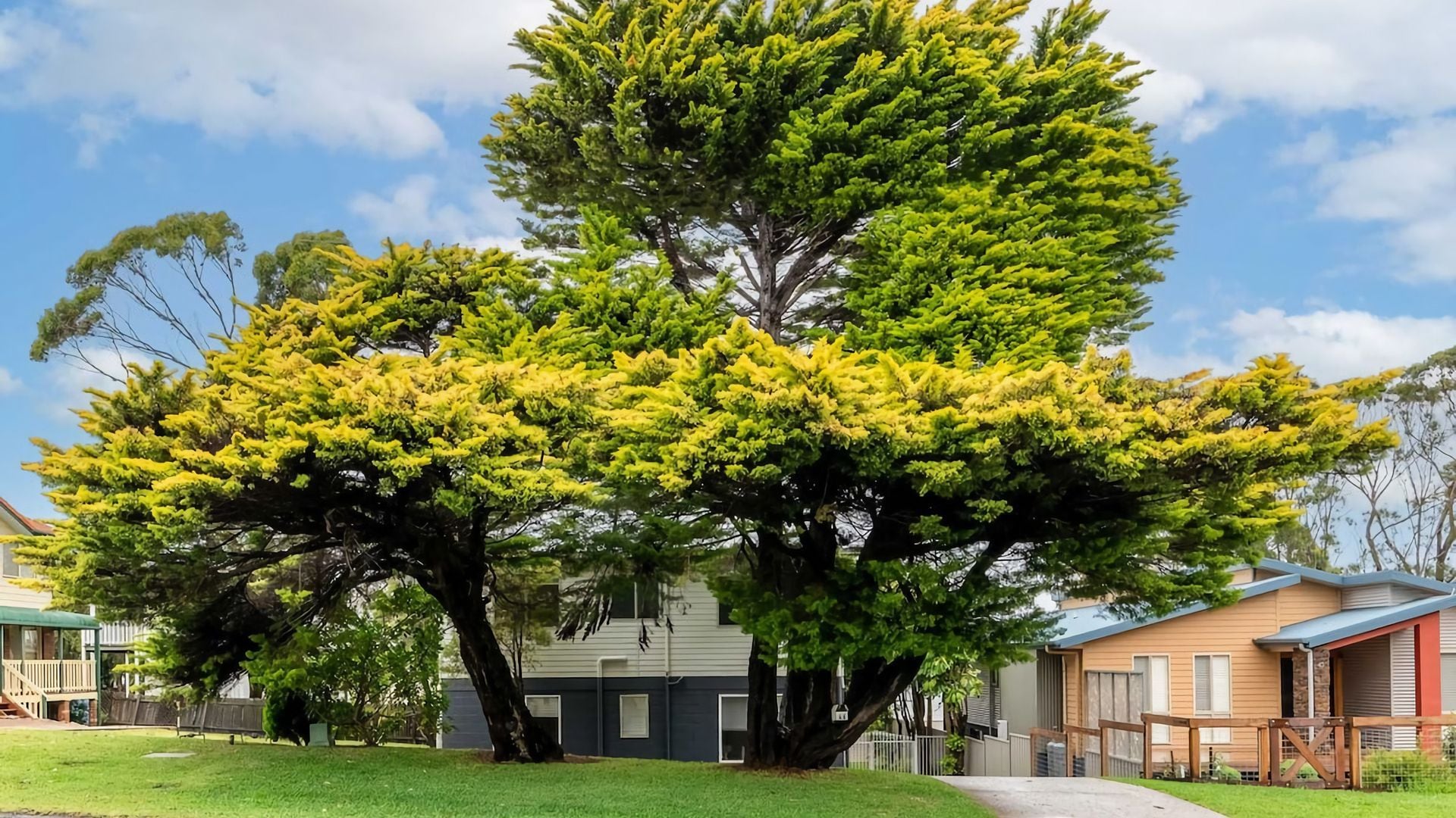 A residential area with a large tree in the foreground, houses in the background, and a clear sky.