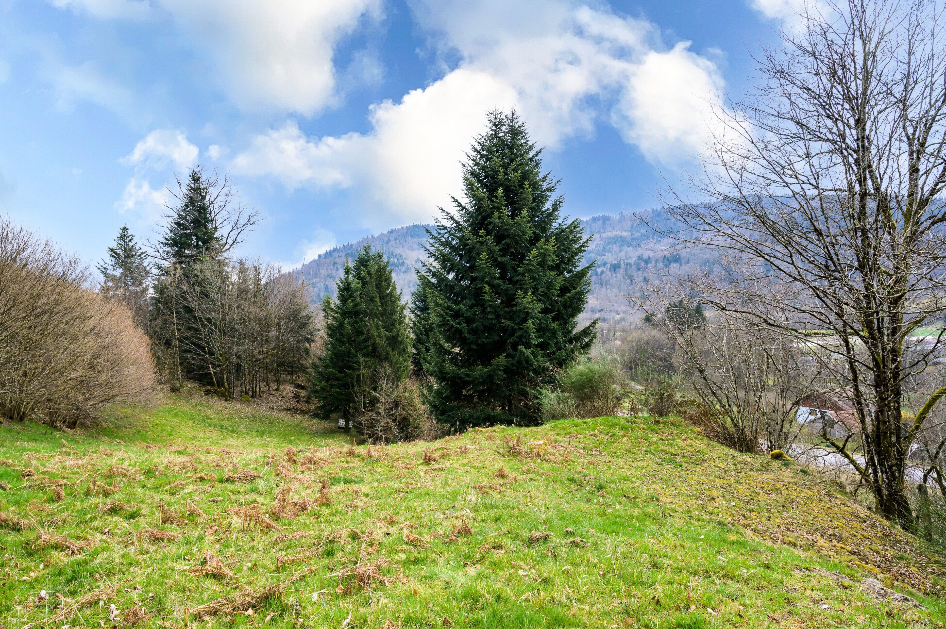 Un campo cubierto de hierba con árboles y una montaña al fondo.