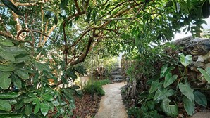 Ein Gartenpfad, umgeben von üppigem Grün und einer Steinmauer.