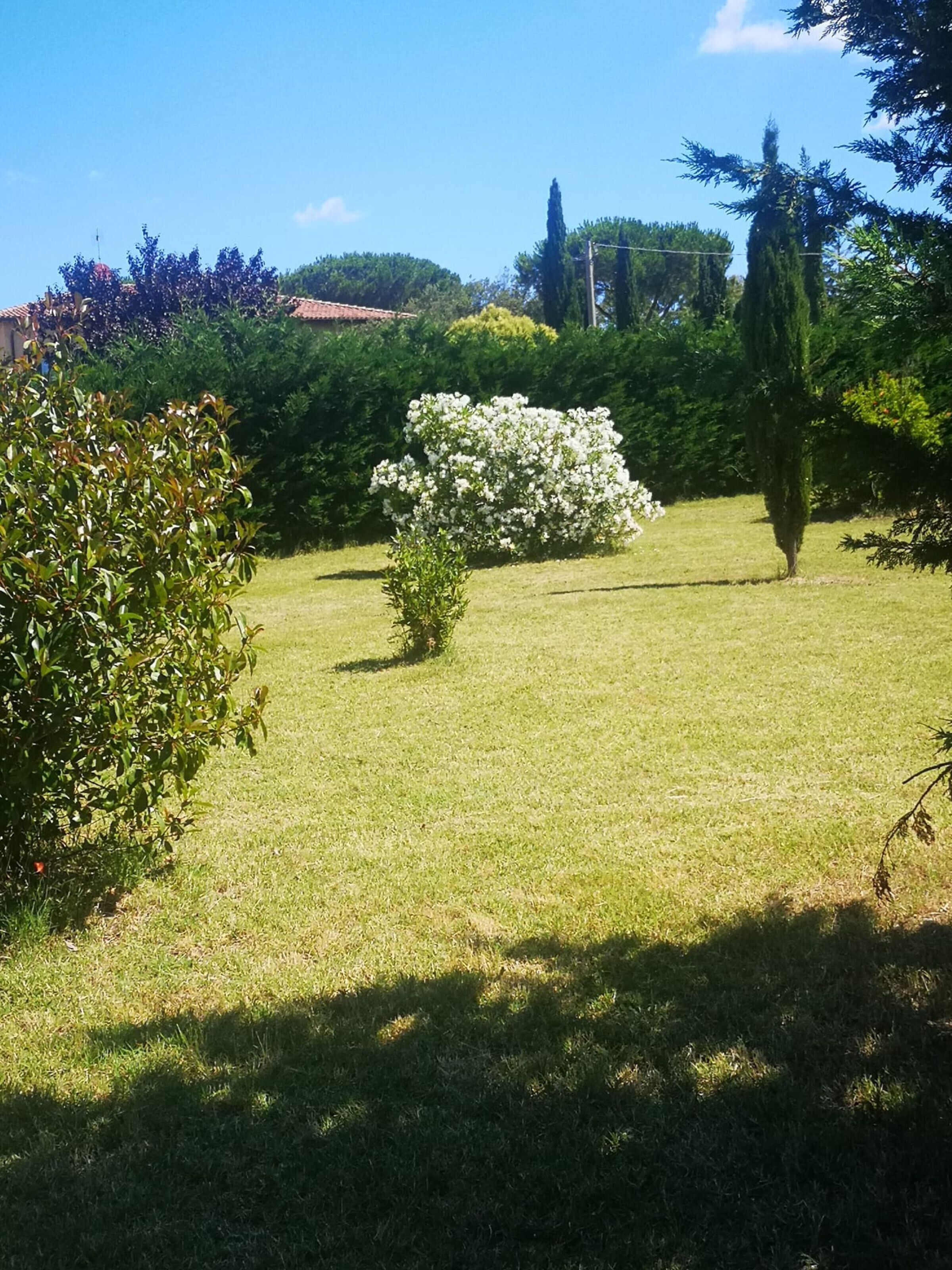 A well-maintained grassy area with various shrubs and trees, likely part of a garden or park.