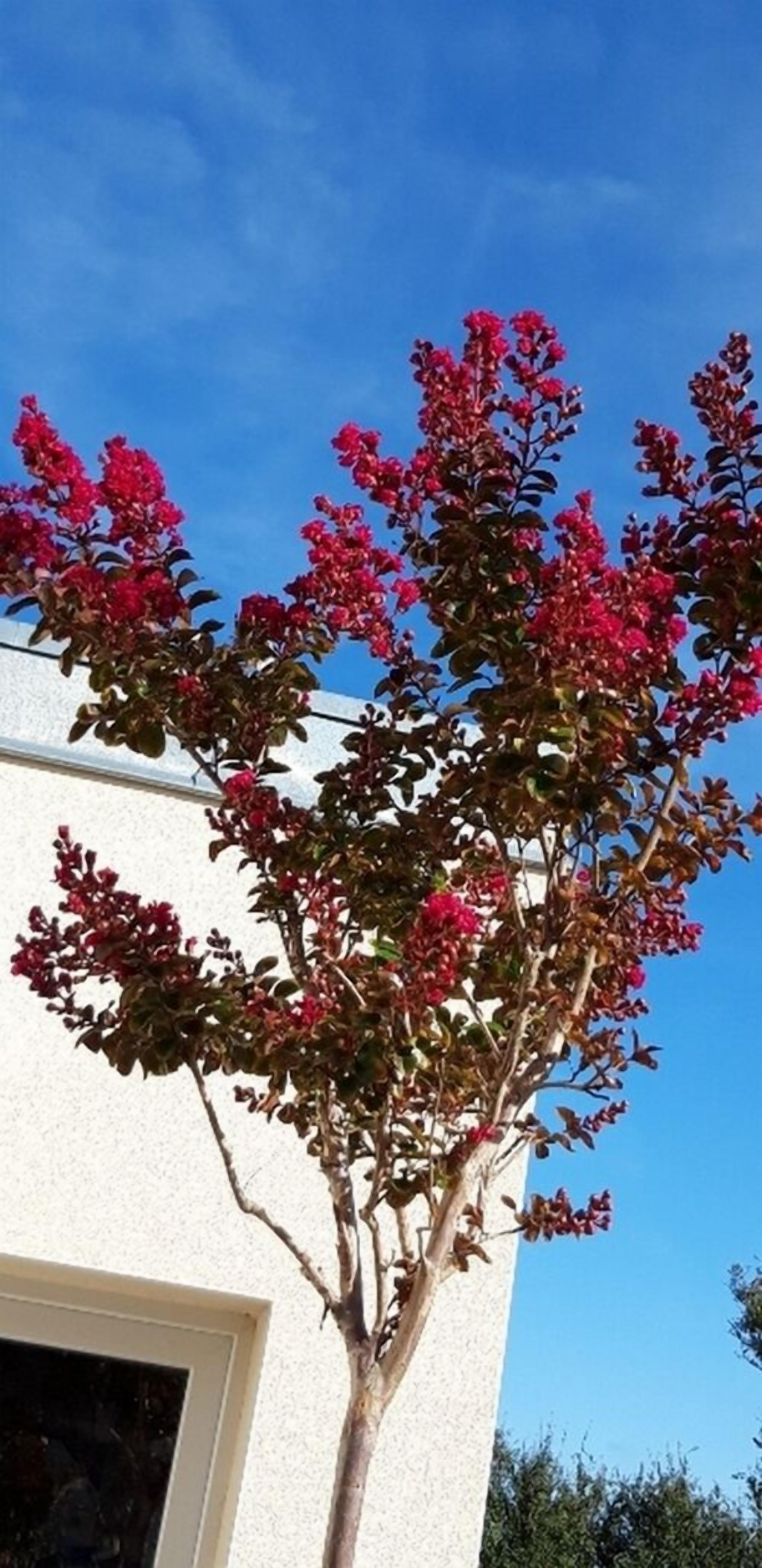 A tree with pink flowers in front of a building.
