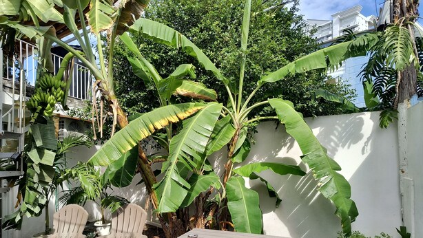 Un patio con mesa y sillas, rodeado de grandes plantas de plátano y una pared blanca.