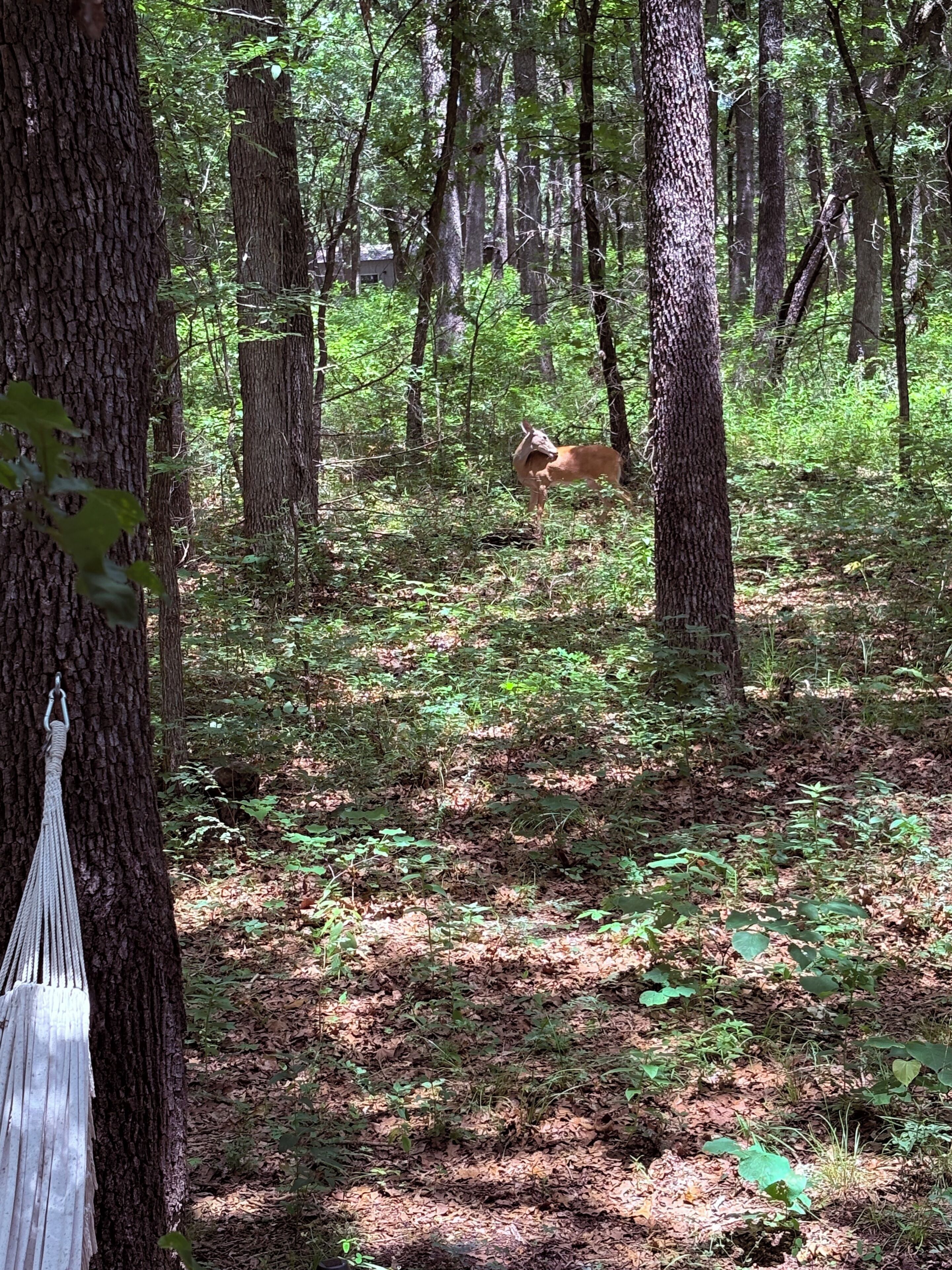 A hammock tied to a tree in a forested area with a deer in the background.