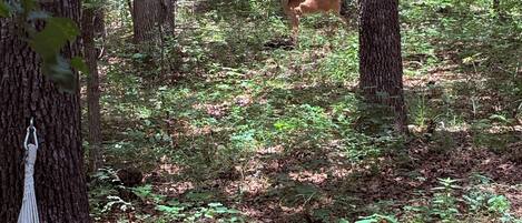 A hammock tied to a tree in a forested area with a deer in the background.