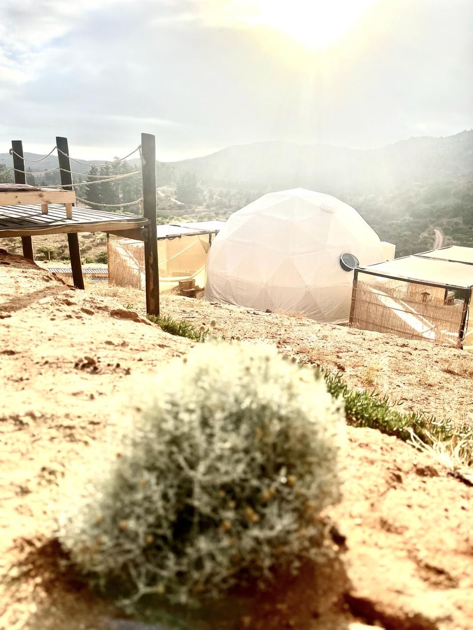 A desert landscape with a large geodesic dome tent, a wooden deck, and a cactus in the foreground.