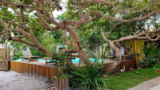 Un área de piscina con mobiliario de madera y terraza, rodeada de exuberante vegetación y un árbol grande.