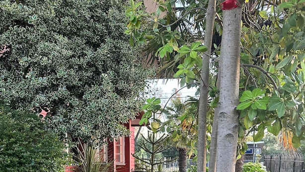 A garden pathway with various plants and a red building in the background. - Hostal Riberas del Cruces  (Mariquina)