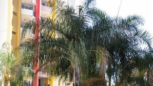 Un patio con palmeras, bancos y un edificio con balcones.