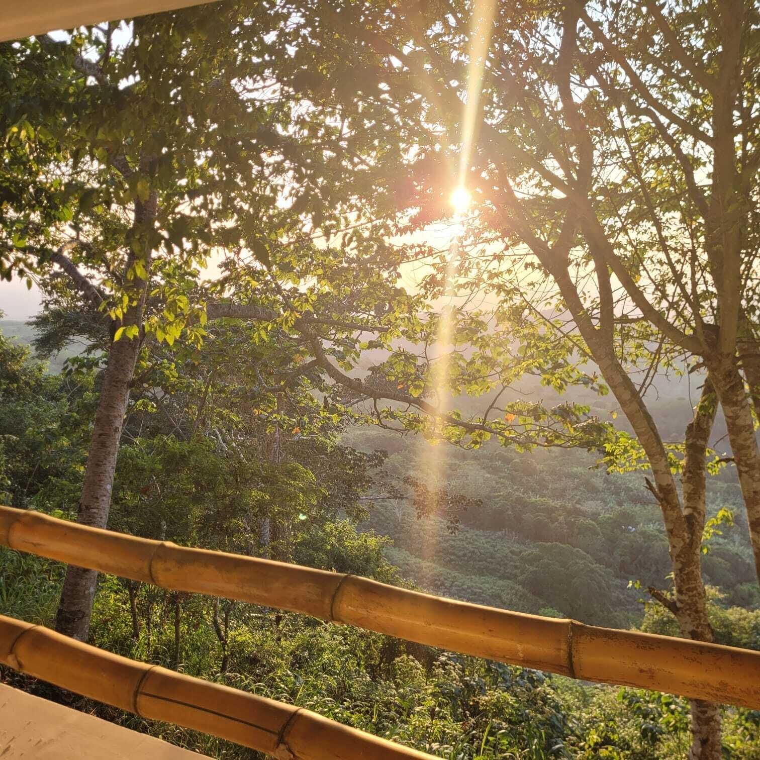 A view of a lush, green landscape with sunlight filtering through trees, visible through a bamboo fence.