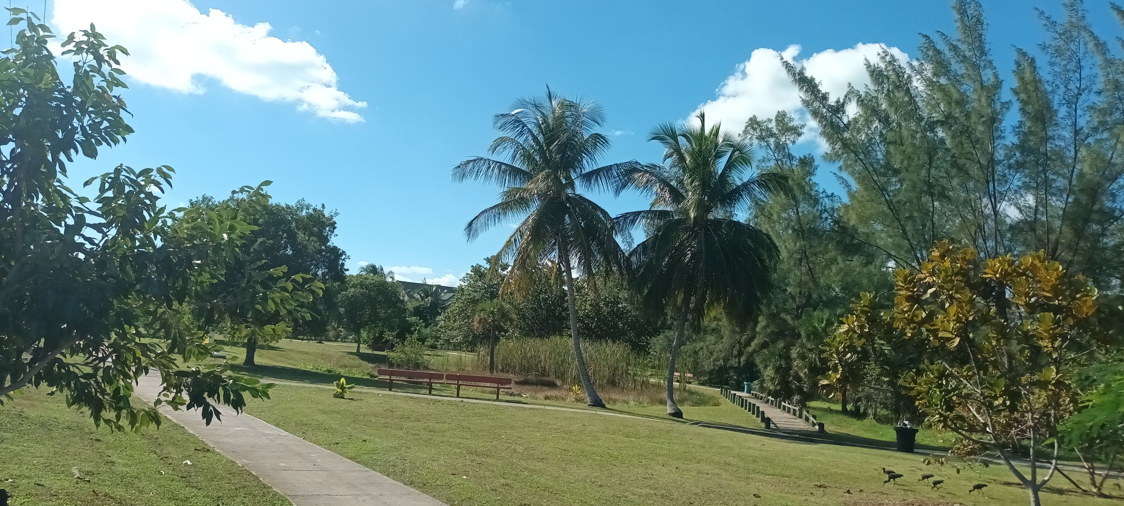 A park with a pathway, benches, and various trees including palm trees.