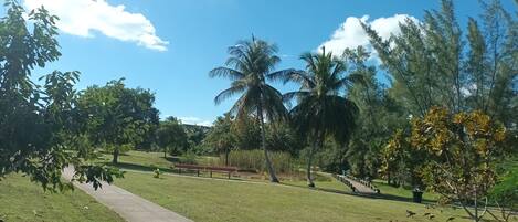 A park with a pathway, benches, and various trees including palm trees.