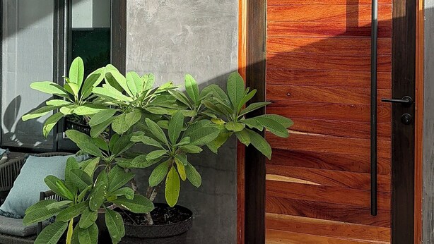 Een moderne gevel met een grote houten deur, een potplant en een glazen deur.