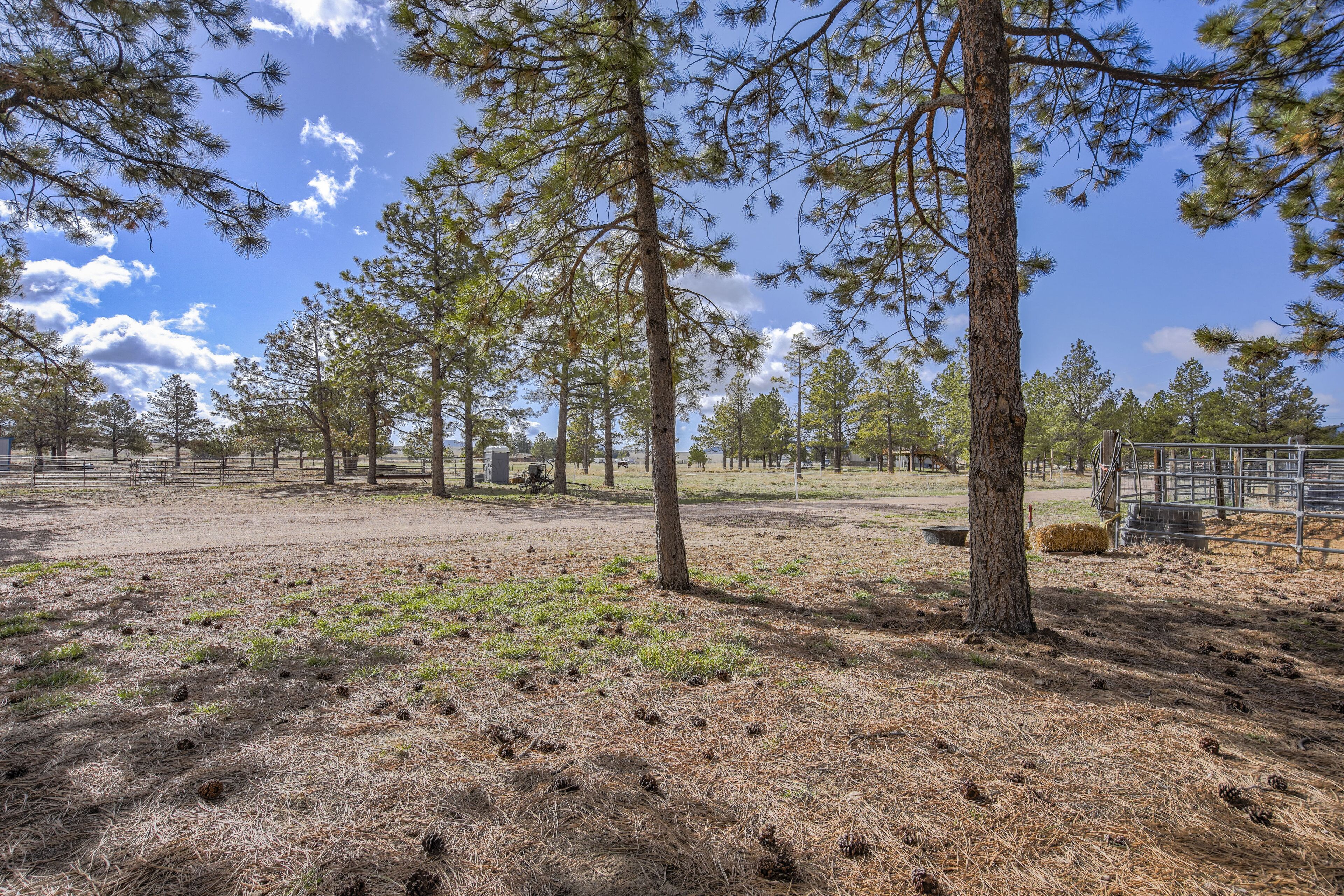 A campground with pine trees, a dirt ground, and a metal fence.