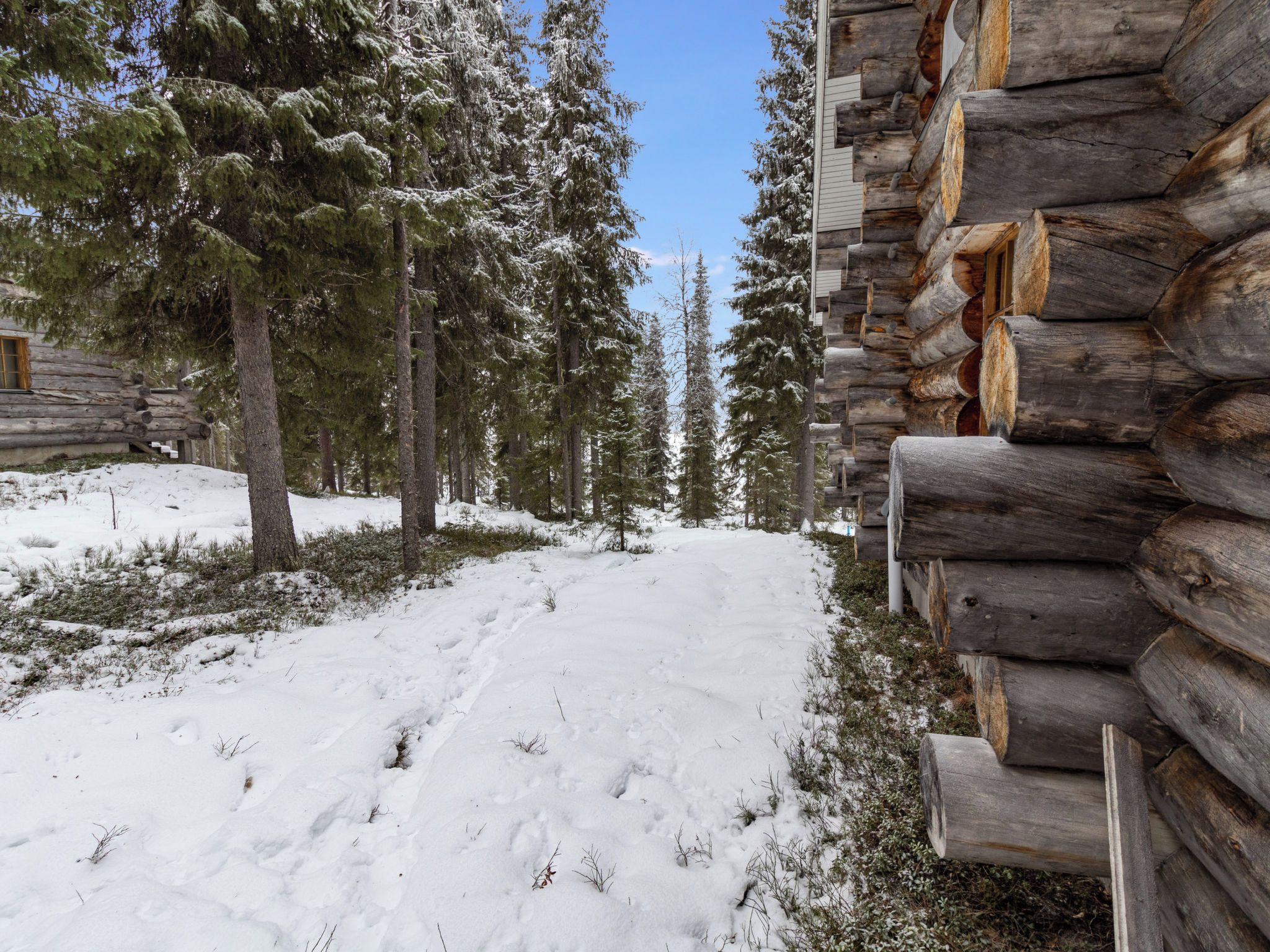 Un sendero cubierto de nieve que lleva a una cabaña de troncos rodeada de árboles de hoja perenne.