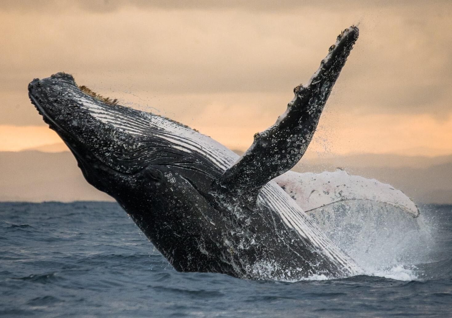 A whale breaching with water splashing around it.