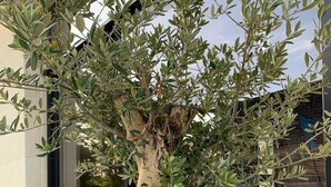 A potted olive tree with a twisted trunk, placed in front of a building with large windows. - Quelque Part au Calme (Beaumé)