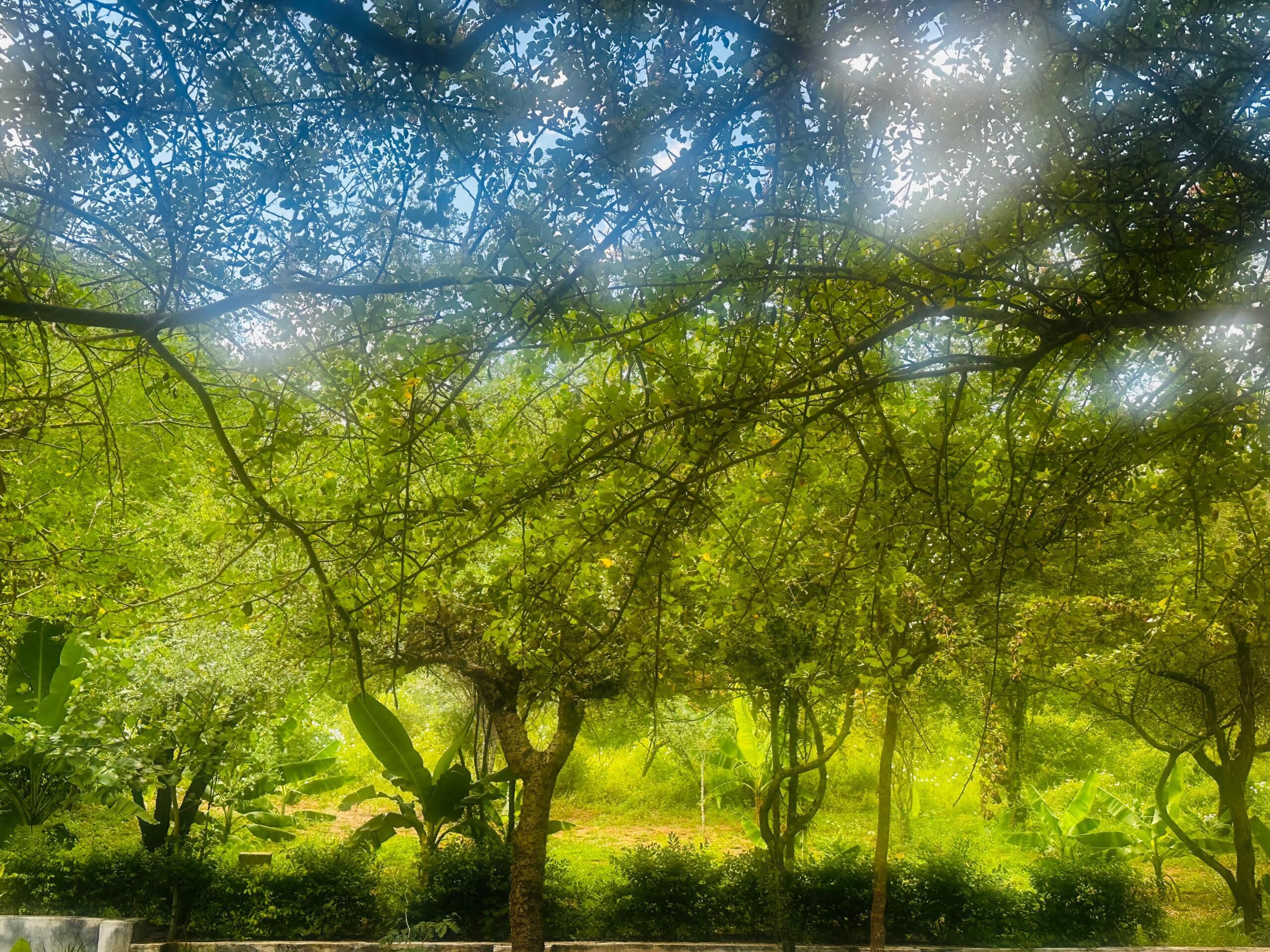 A lush garden with dense foliage and a variety of trees.