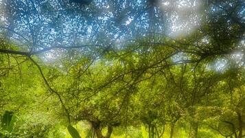 A lush garden with dense foliage and a variety of trees.
