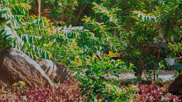 A garden with large rocks, various plants, and a wooden pergola. - Mkomazi Hotels and Campsite (Kisiwani)
